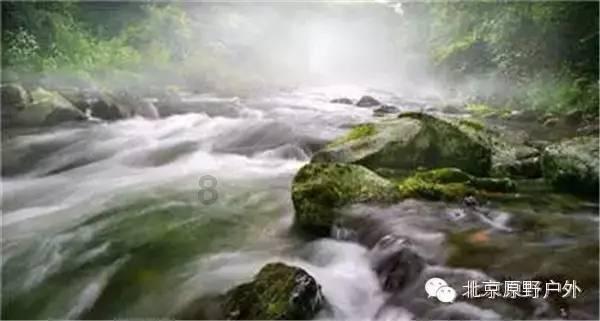 逃离橡子树种植地