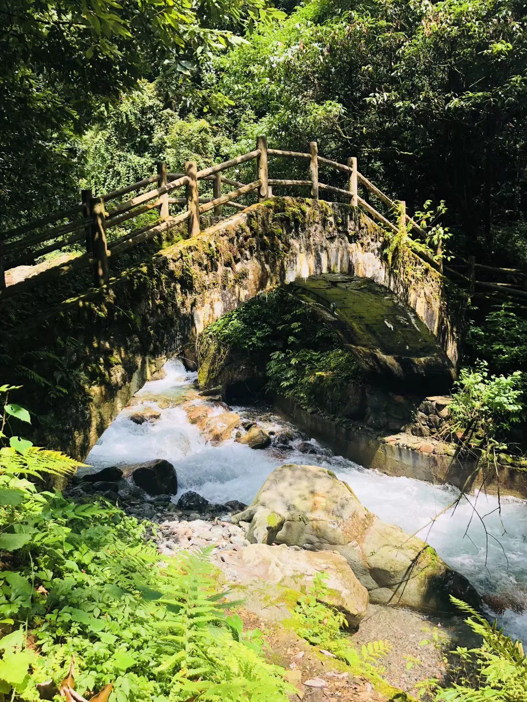 金刚鹦鹉逃生