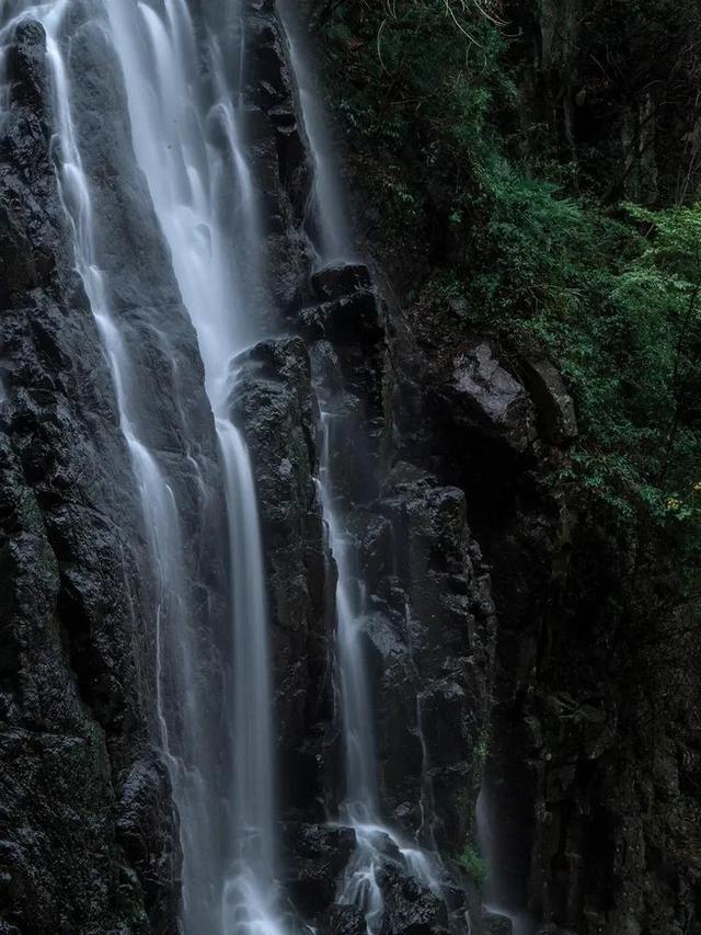 解救金刚鹦鹉