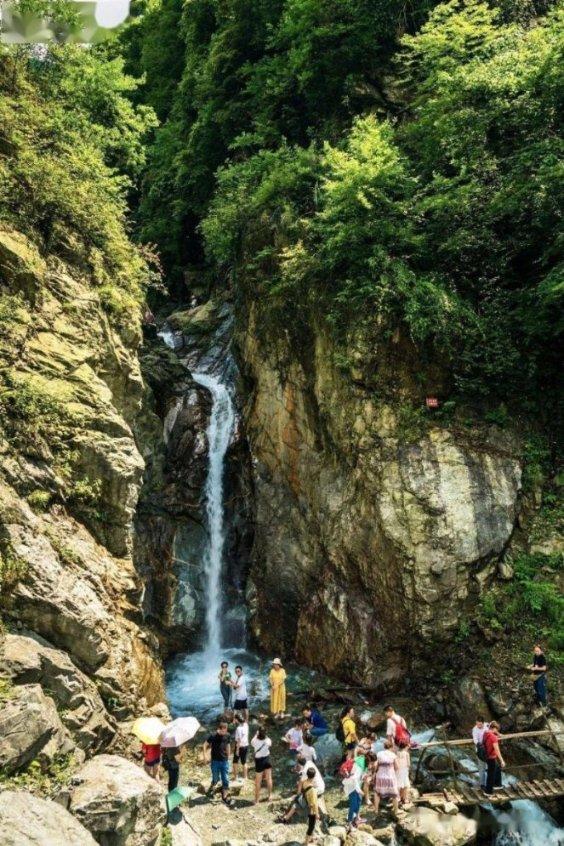 除虫大师